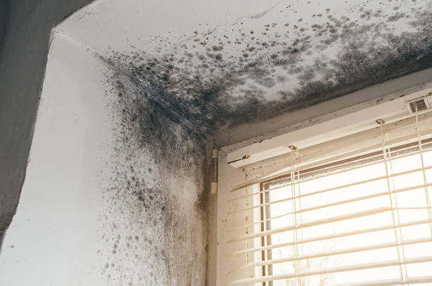 Affordable Commercial Mold Remediation solutions in Carversville, PA